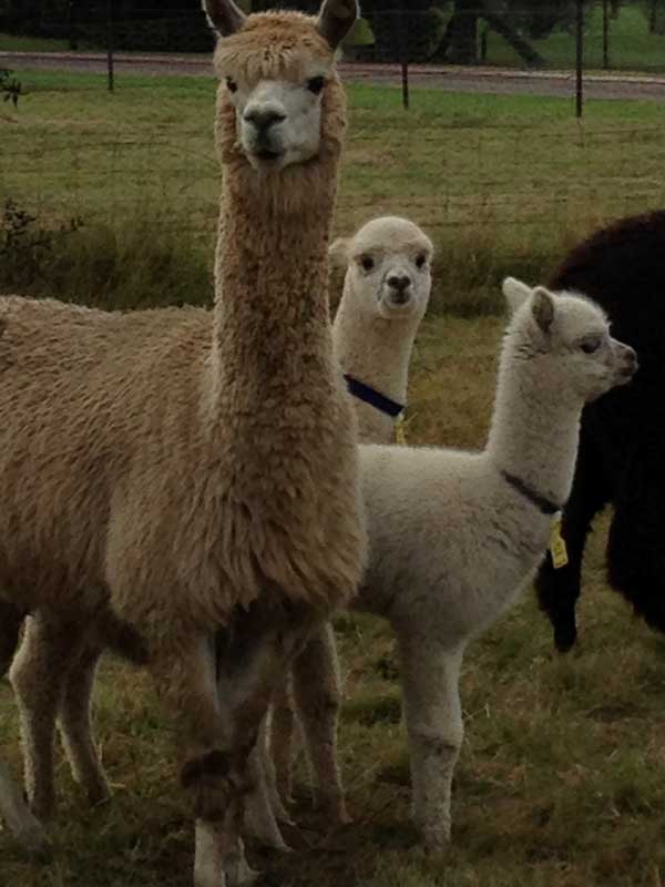 alpacas for sale